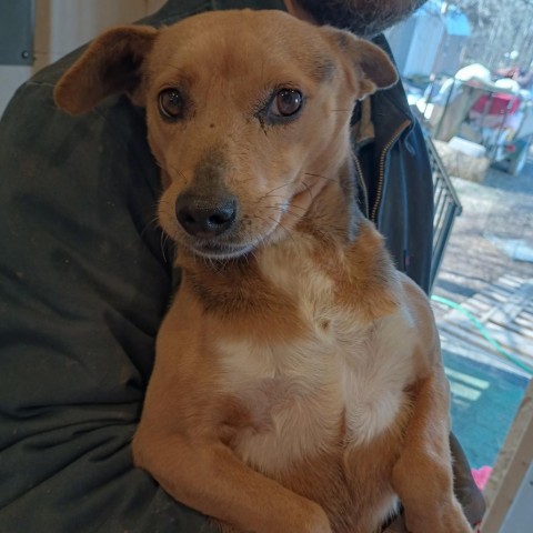 Elaine, an adoptable Feist in Resaca, GA, 30735 | Photo Image 1