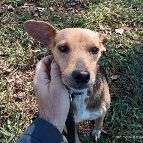 Elaine, an adoptable Feist in Resaca, GA, 30735 | Photo Image 2