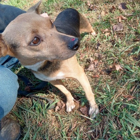 Elaine, an adoptable Feist in Resaca, GA, 30735 | Photo Image 3
