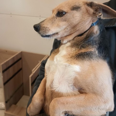 Elaine, an adoptable Feist in Resaca, GA, 30735 | Photo Image 4
