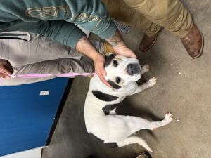 Queen, Adult Female Pit Bull Terrier