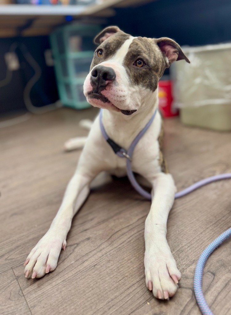 Rollo, an adoptable Pit Bull Terrier, Mixed Breed in Gillette, WY, 82716 | Photo Image 1