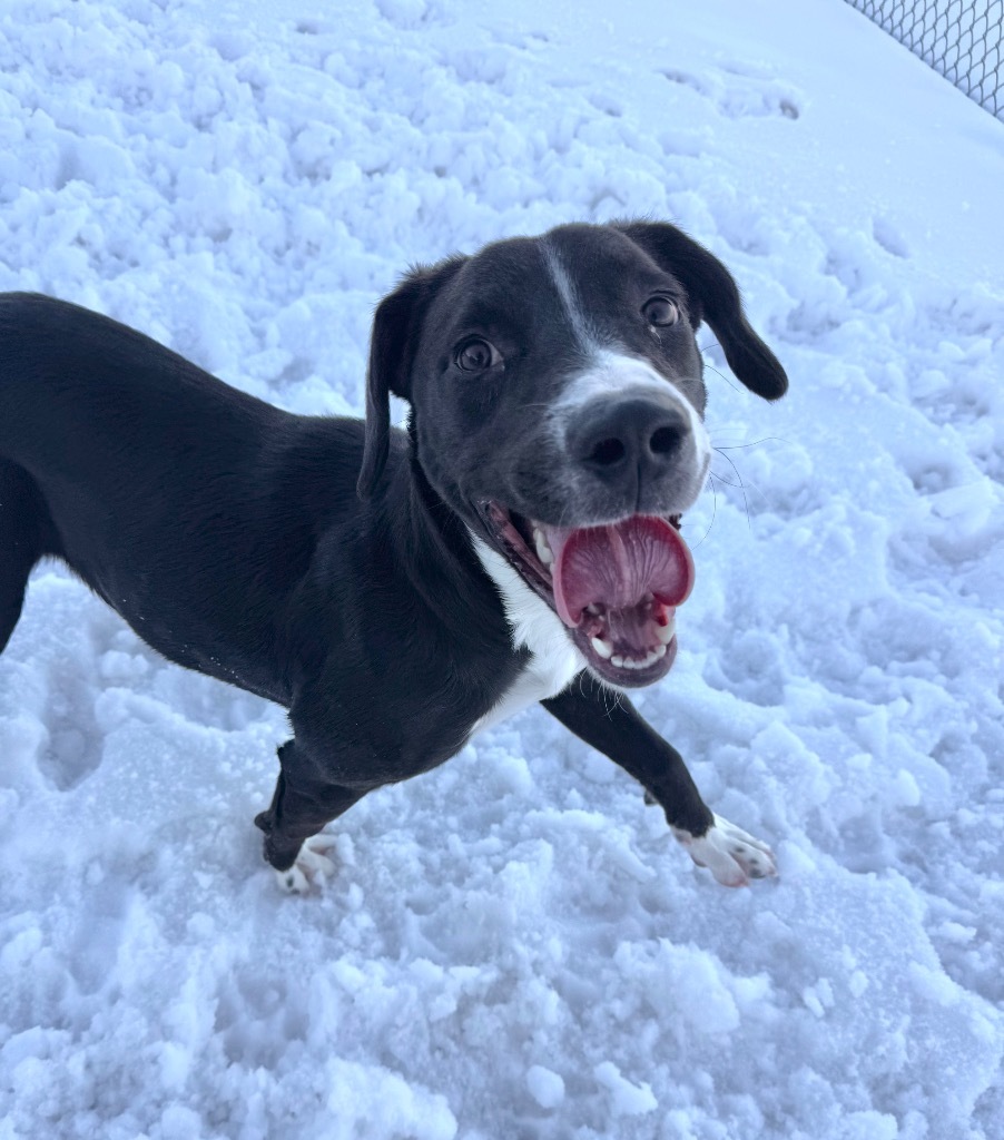 Chanel, an adoptable Labrador Retriever, Mixed Breed in Gillette, WY, 82716 | Photo Image 1