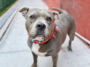 Eden is a 4-year-old large mixed breed who was found as a stray and is now searching for a forever
