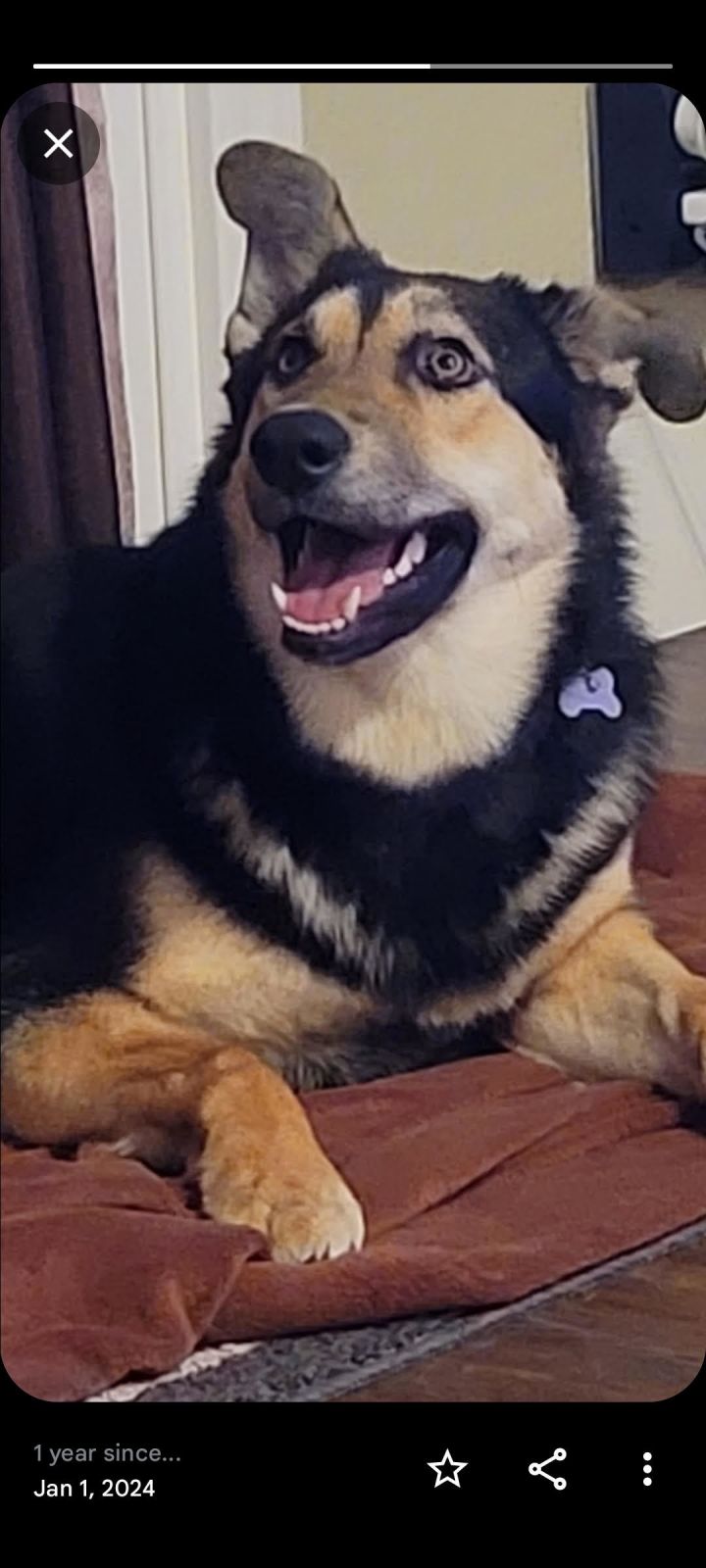 Coco (Owner Assist) 3