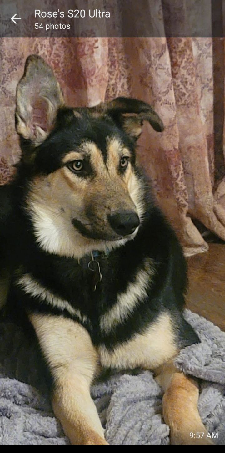 Coco (Owner Assist) 5