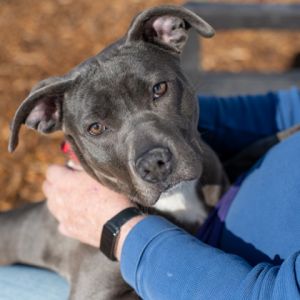 Say hello to Magic a sweet and spunky pup whos ready to bring some sparkle into your life This pl