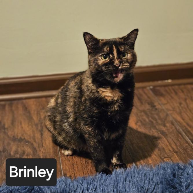 Brinley