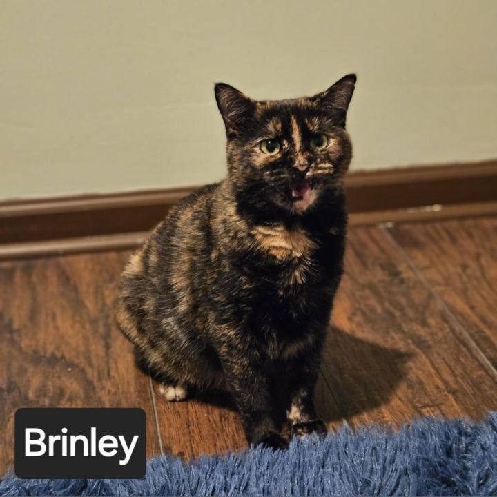 Brinley 1