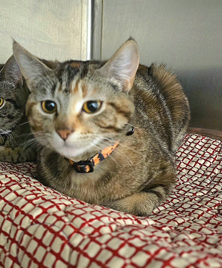 Tiger, an adoptable Domestic Short Hair in Pratt, KS, 67124 | Photo Image 1
