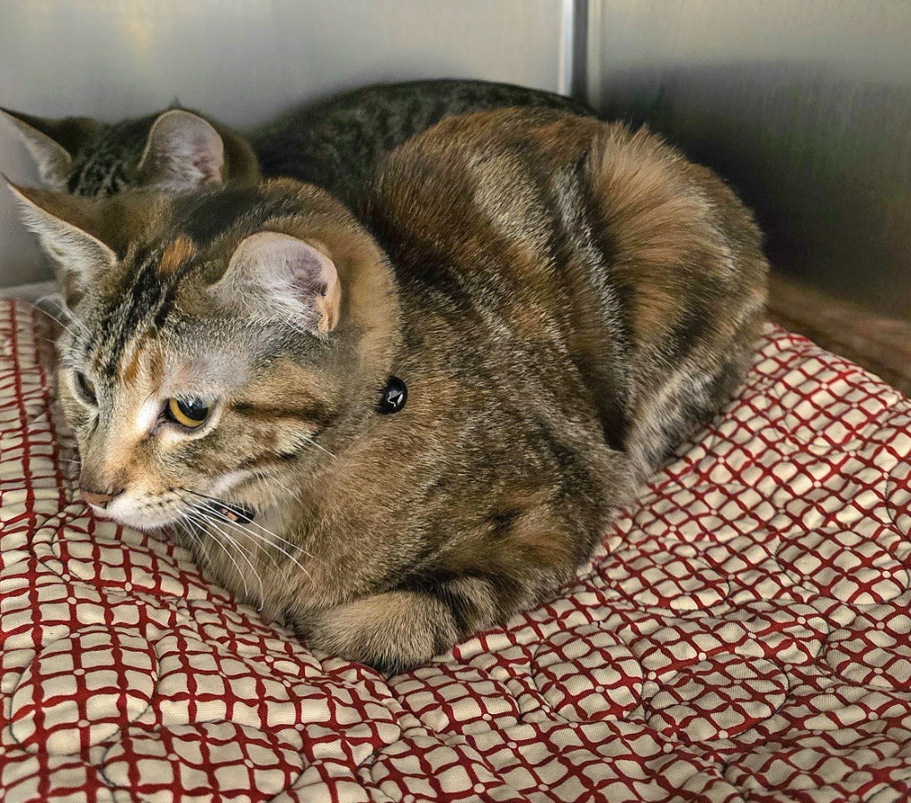 Tiger, an adoptable Domestic Short Hair in Pratt, KS, 67124 | Photo Image 2
