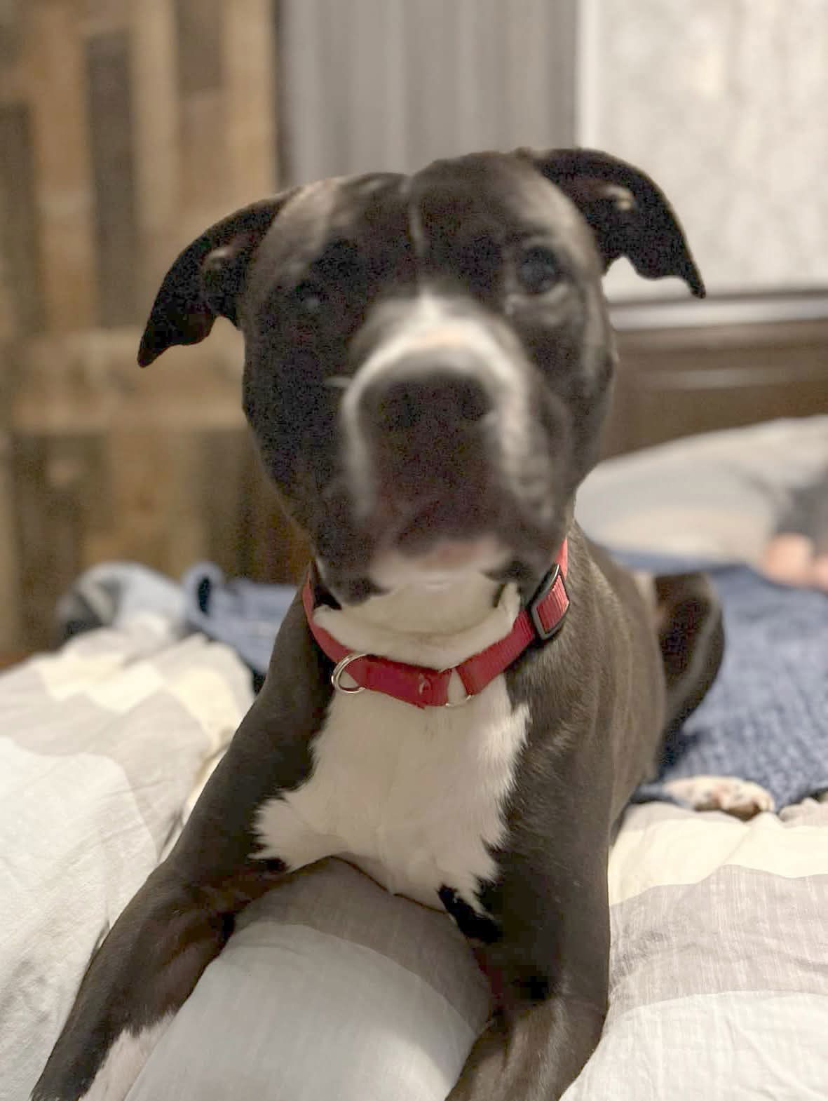 Echo: Not At the Shelter (Stacey)