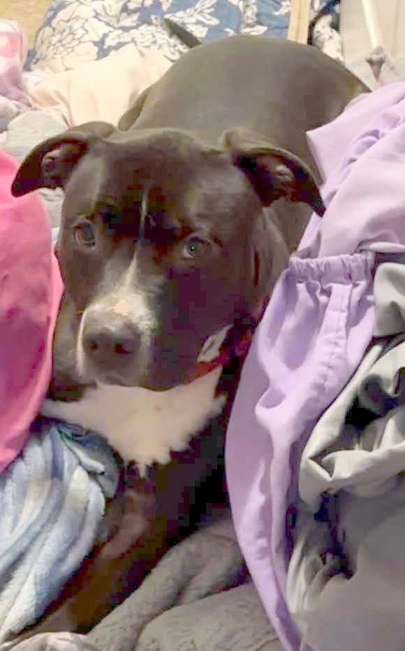 Echo: Not At the Shelter (Stacey)