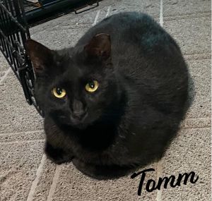Tomm #3-mousketeers Bombay Cat