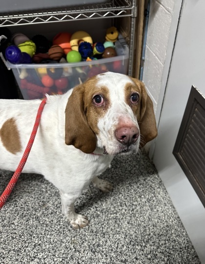 Paisley, an adoptable Bloodhound, Coonhound in Rhinelander, WI, 54501 | Photo Image 1