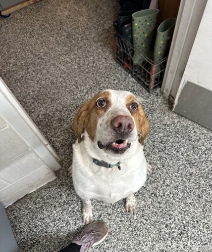 Paisley, an adoptable Bloodhound, Coonhound in Rhinelander, WI, 54501 | Photo Image 2