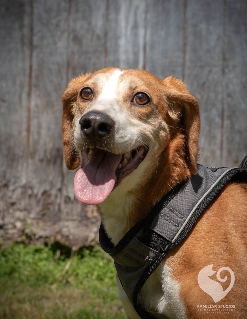 Eddie, an adoptable Foxhound in Mineral, VA, 23117 | Photo Image 1