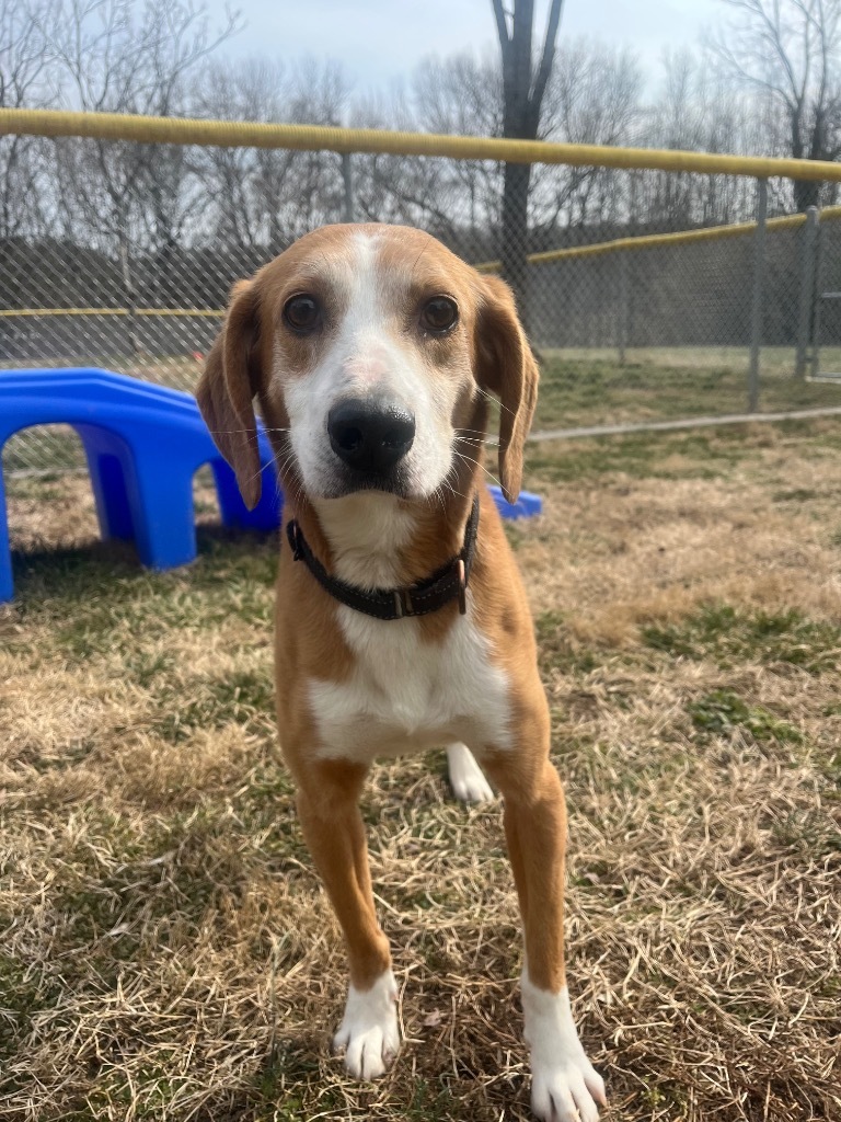 Eddie, an adoptable Foxhound in Mineral, VA, 23117 | Photo Image 2