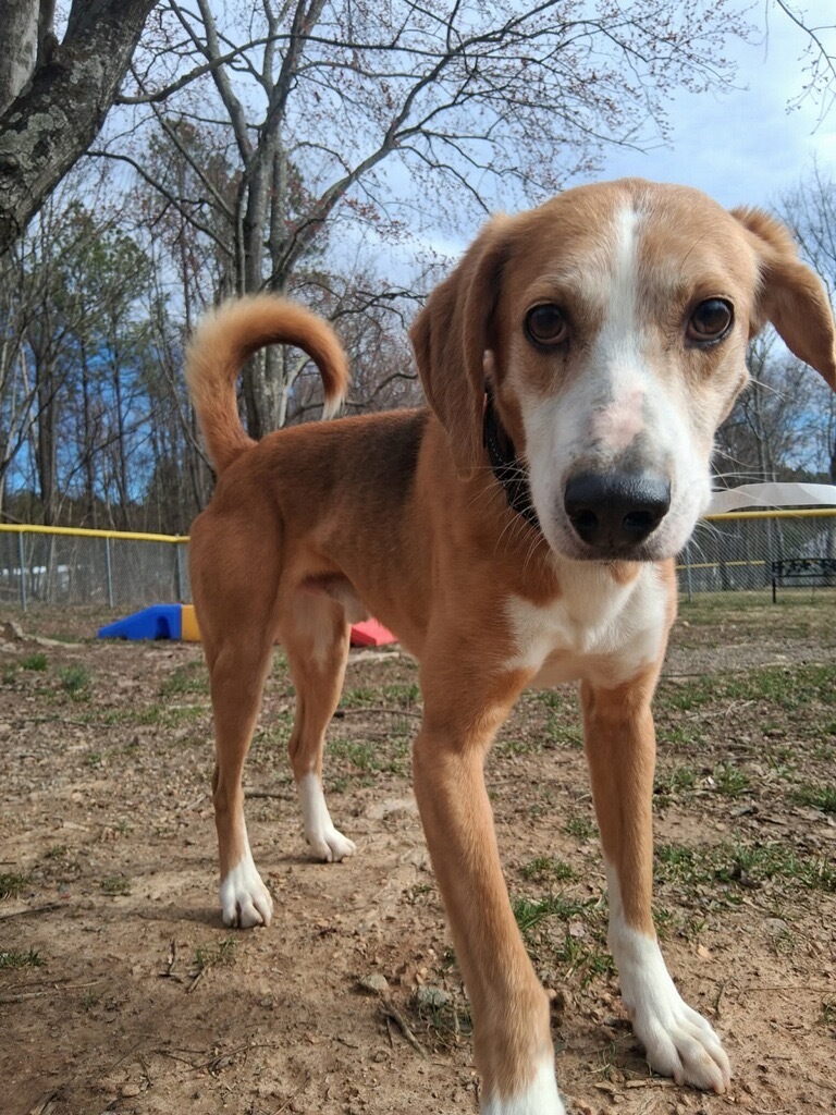 Eddie, an adoptable Foxhound in Mineral, VA, 23117 | Photo Image 3