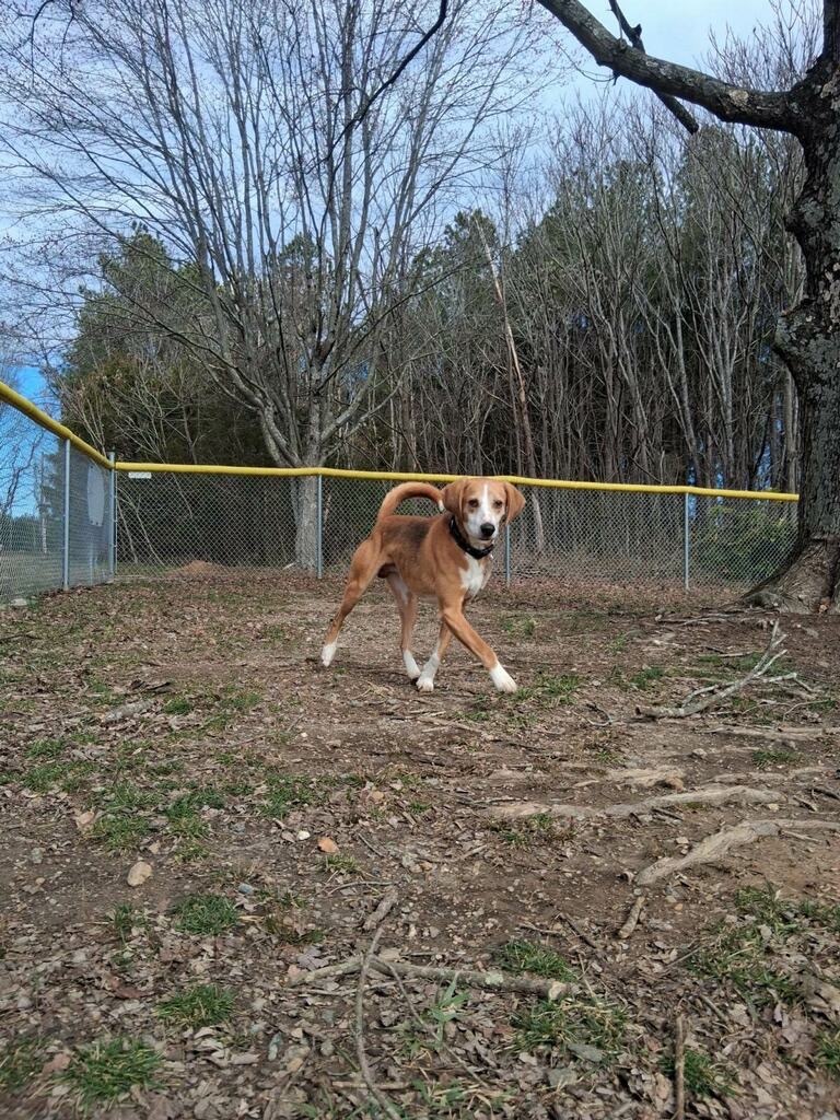 Eddie, an adoptable Foxhound in Mineral, VA, 23117 | Photo Image 4