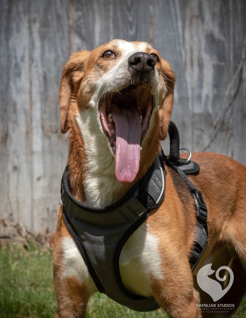 Eddie, an adoptable Foxhound in Mineral, VA, 23117 | Photo Image 5