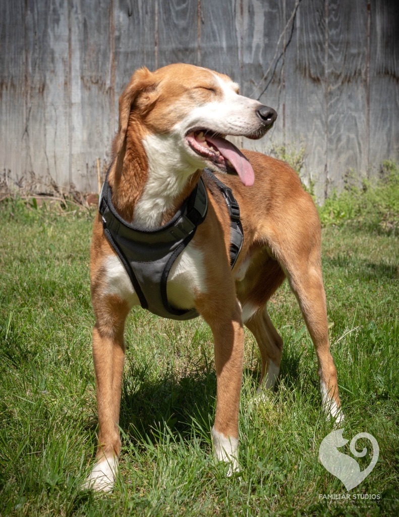Eddie, an adoptable Foxhound in Mineral, VA, 23117 | Photo Image 6