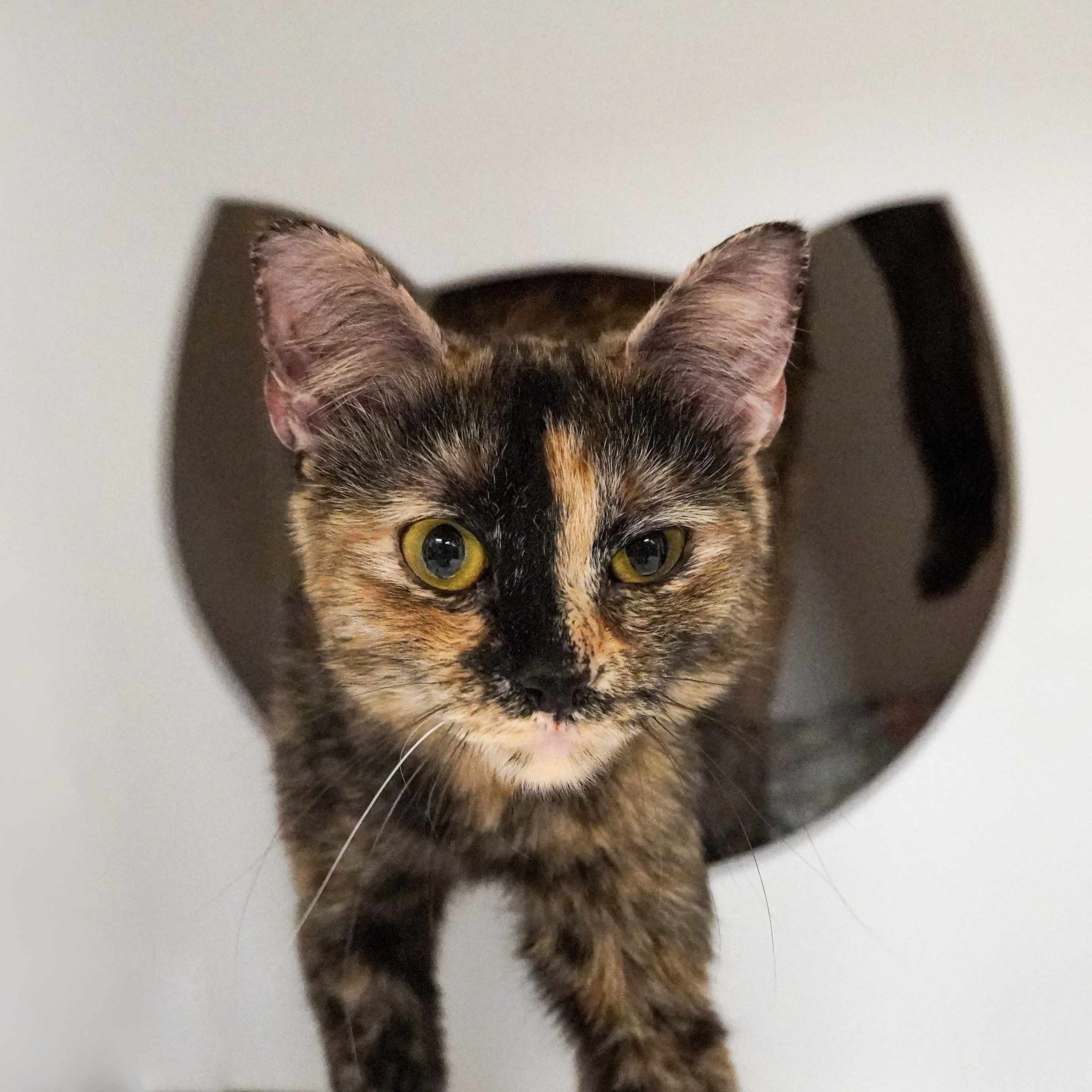 Eepy, an adoptable Domestic Short Hair in Santa Fe, NM, 87501 | Photo Image 1