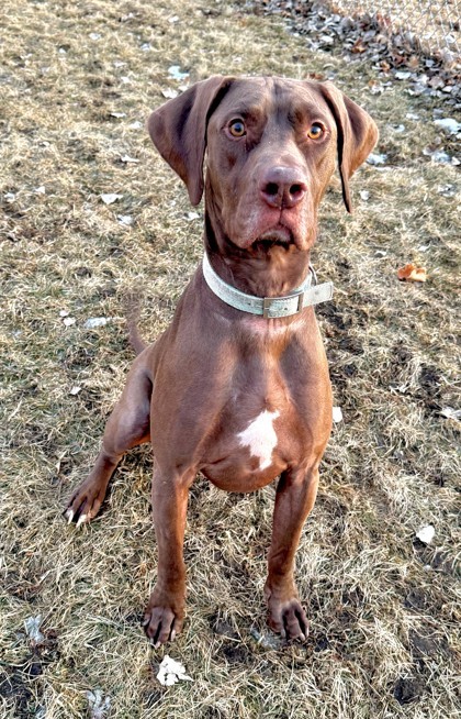 Tank, an adoptable Great Dane, Labrador Retriever in Willmar, MN, 56201 | Photo Image 1