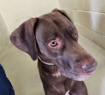 Tank, an adoptable Great Dane, Labrador Retriever in Willmar, MN, 56201 | Photo Image 2