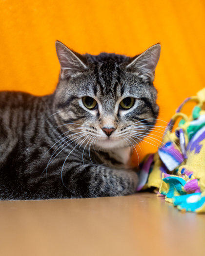 Sam, an adoptable Domestic Short Hair in Pequot Lakes, MN, 56472 | Photo Image 1