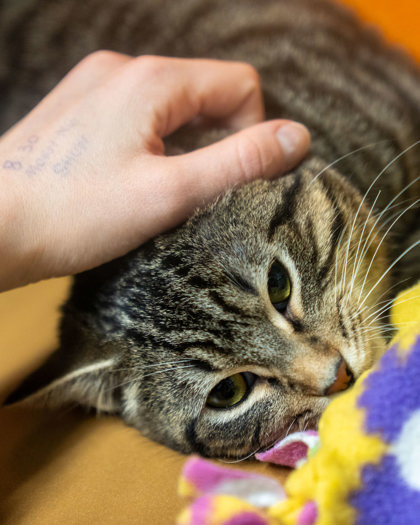 Sam, an adoptable Domestic Short Hair in Pequot Lakes, MN, 56472 | Photo Image 2