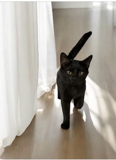 Rosemary (Foster Cat)
