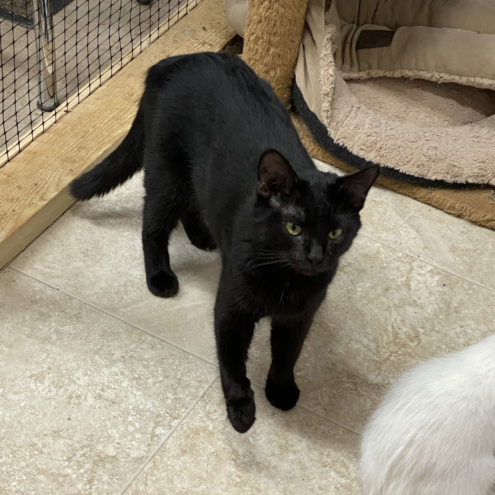 Rosemary (Foster Cat)