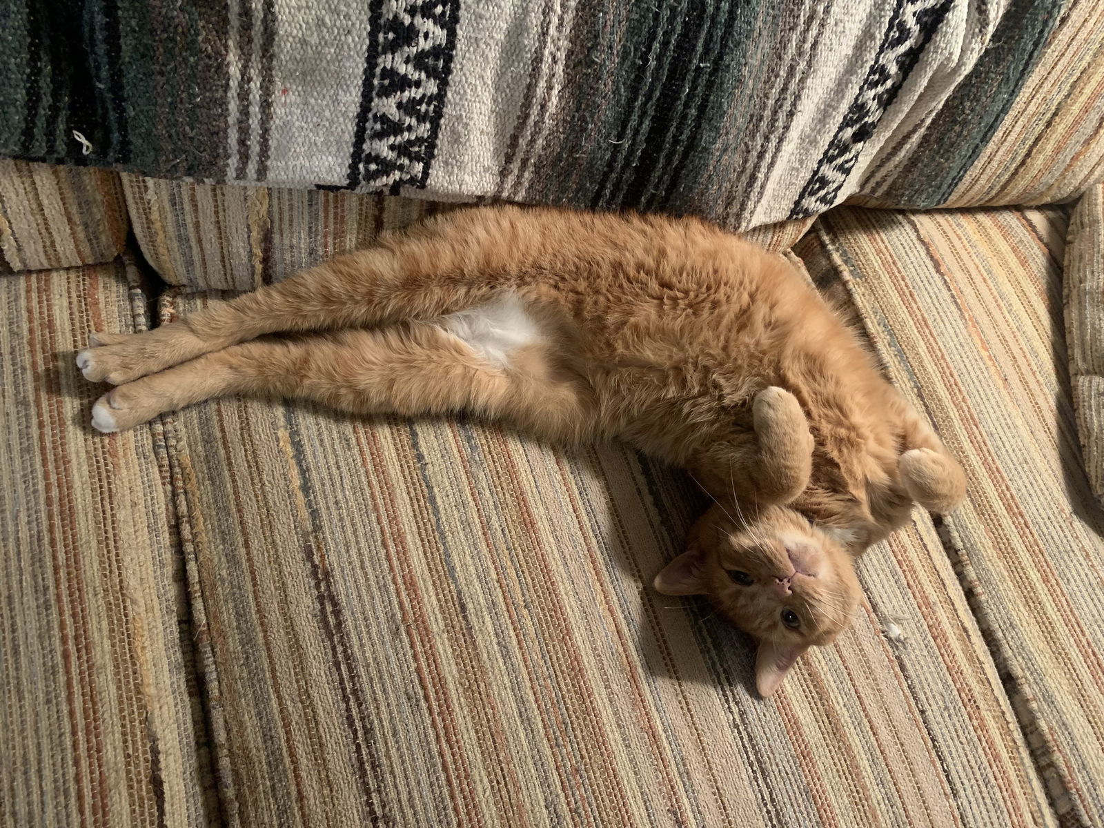 Wren, an adoptable Manx in Fort Collins, CO, 80524 | Photo Image 2