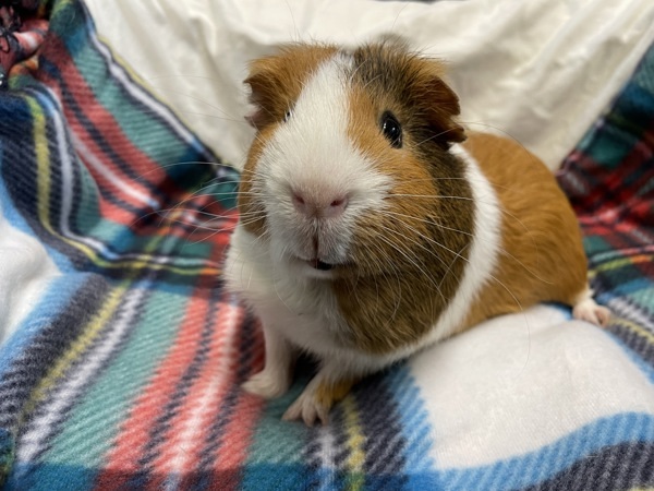 Toby