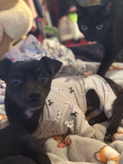Zigby, Young Male Chihuahua