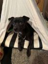 Zigby photo 3