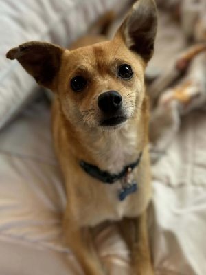 Roads, Young Male Chihuahua