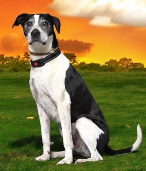 GOOD TIME CHARLIE, Adult Male Hound