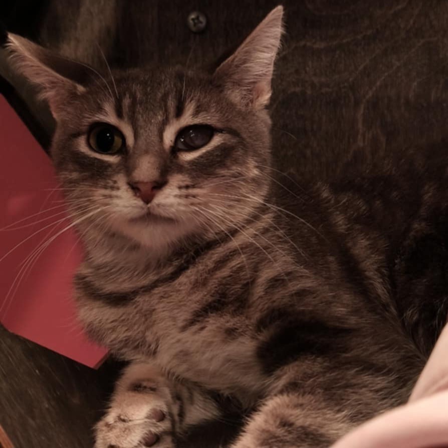 Ovie (bonded to Jitterbug)