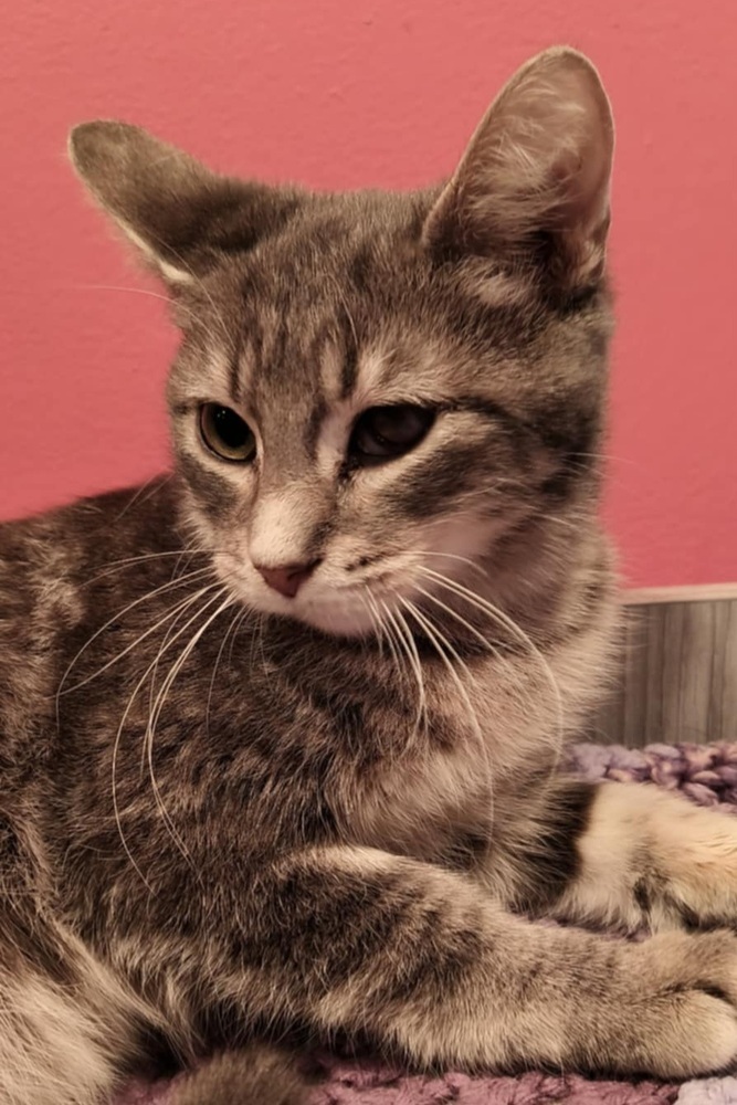 Ovie (bonded to Jitterbug)