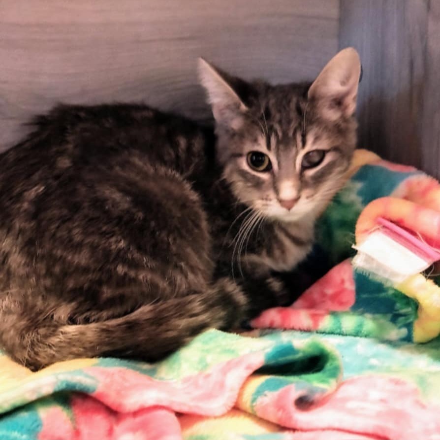 Ovie (bonded to Jitterbug)