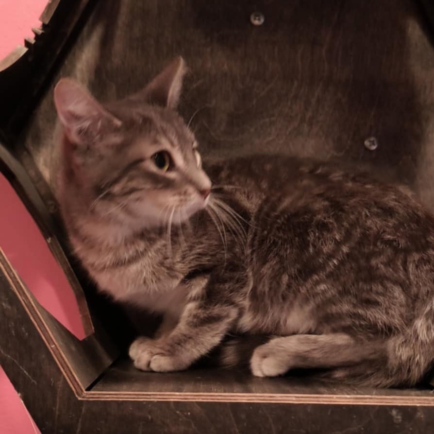 Ovie (bonded to Jitterbug)