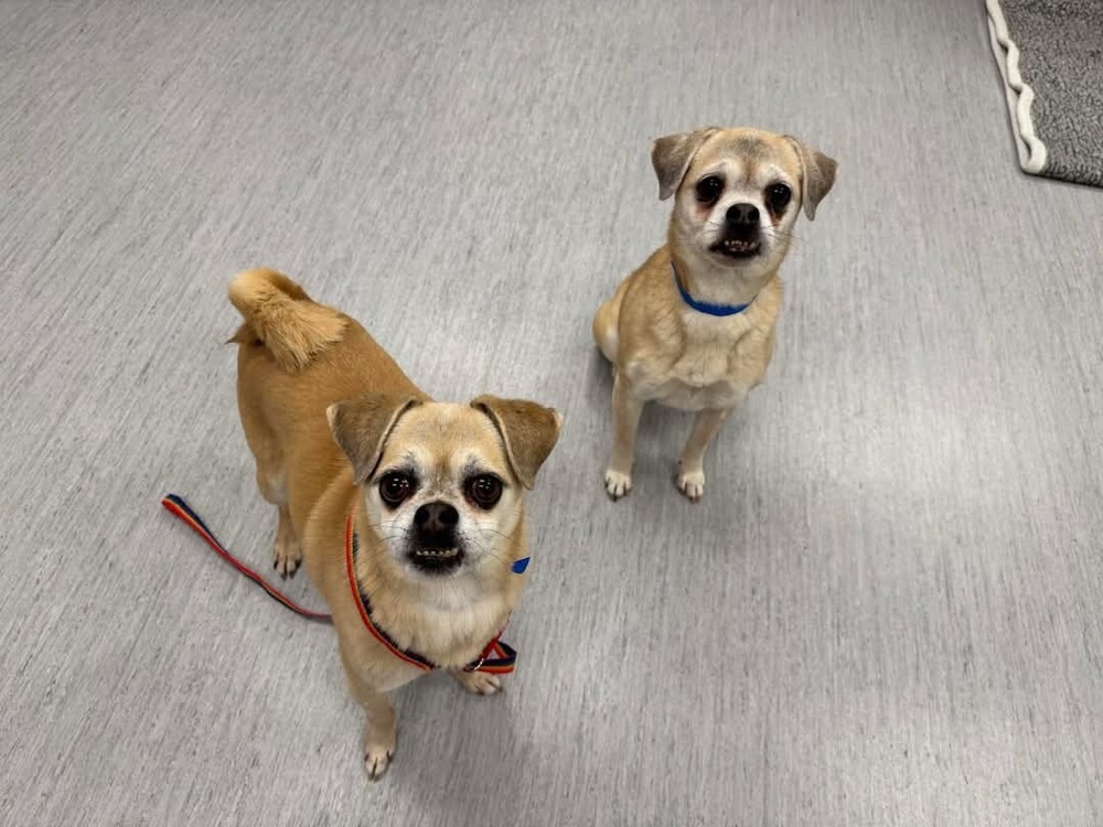 Garfunkel, an adoptable Pug in Cortez, CO, 81321 | Photo Image 2