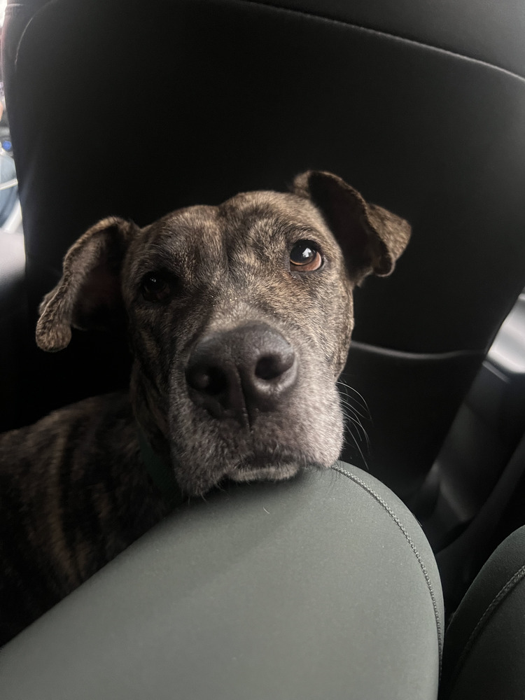 Boxer Car Seat Covers Brindle - Set of 2 Boxer Car Seat Covers Brindle - Set of 2