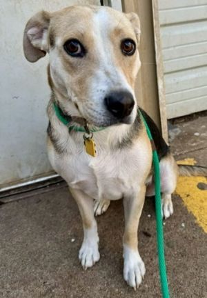 Poor Lady should not be with us This poor pumpkin was adopted from BARC this year A family emergen