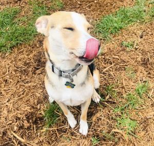 Poor Lady should not be with us This poor pumpkin was adopted from BARC this year A family emergen