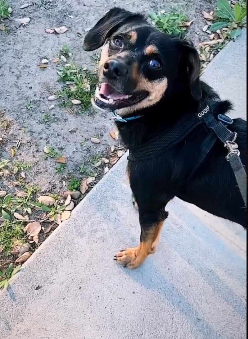 Damien