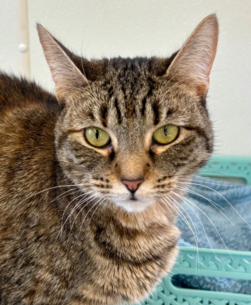 Fava Bean, an adoptable Domestic Short Hair in Cumberland, ME, 04021 | Photo Image 1