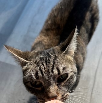 Fava Bean, an adoptable Domestic Short Hair in Cumberland, ME, 04021 | Photo Image 2